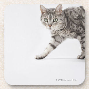 Katzengehen Untersetzer