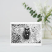 Katzengeplauder Postkarte (Stehend Vorderseite)