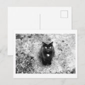 Katzengeplauder Postkarte (Vorne/Hinten)