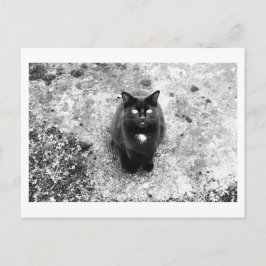Katzengeplauder Postkarte