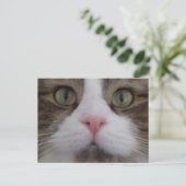 Katzengesicht auf der Postkarte (Stehend Vorderseite)