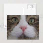 Katzengesicht auf der Postkarte (Vorne/Hinten)
