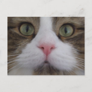 Katzengesicht auf der Postkarte
