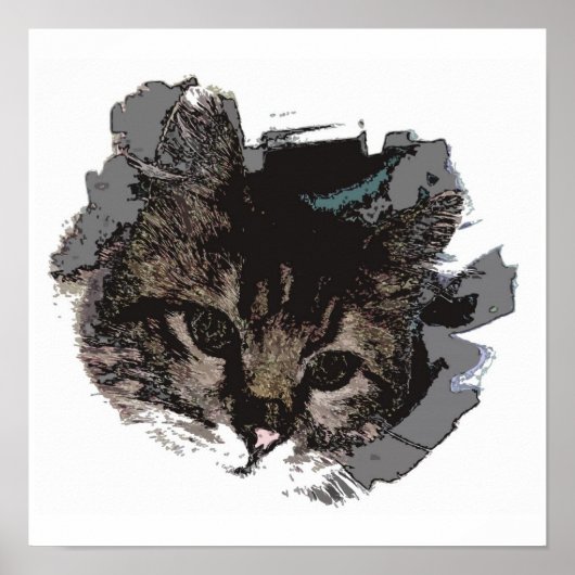 Katzengesicht - Augen von Katzenposter drucken - K Poster (Vorne)