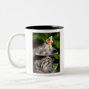 Katzengesicht Goldfish Gläser Nah-oben Augen Zweifarbige Tasse
