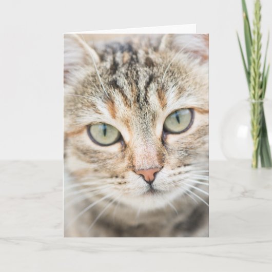 Katzengesicht Karte (Vorderseite)