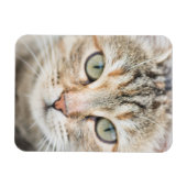 Katzengesicht Magnet (Horizontal)