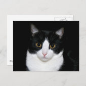 Katzengesicht Postkarte (Vorne/Hinten)