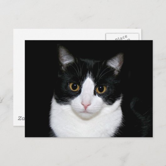 Katzengesicht Postkarte (Vorne/Hinten)