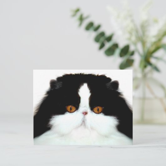 Katzengesicht Postkarte (Stehend Vorderseite)