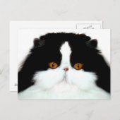 Katzengesicht Postkarte (Vorne/Hinten)