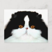 Katzengesicht Postkarte (Vorderseite)
