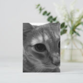 Katzengesicht Postkarten schließen (Stehend Vorderseite)