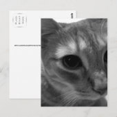 Katzengesicht Postkarten schließen (Vorne/Hinten)