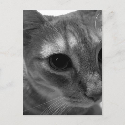 Katzengesicht Postkarten schließen (Vorderseite)