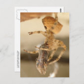 Katzengesicht-Spinne verliebt einen Abfall Postkarte (Vorne/Hinten)