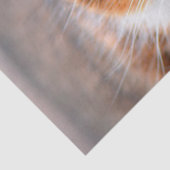 Katzengesichtspapier Seidenpapier (Detail)