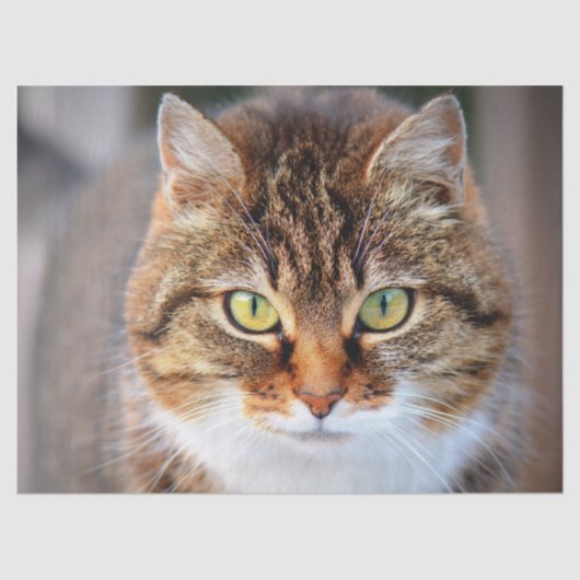 Katzengesichtspapier Seidenpapier (Vorderseite)