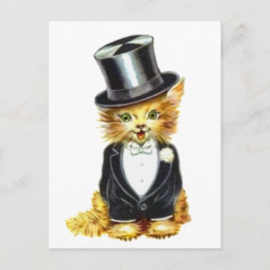 Katzengroom Postkarte (Vorderseite)