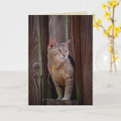 Katzengrüßkarte ansehen karte (Gelbe Blume)