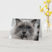 Katzengrußkarte Karte (Gelbe Blume)