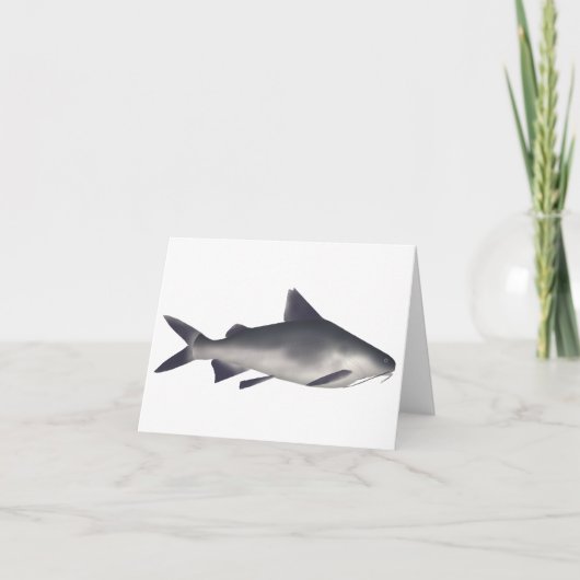 Katzenhai (Vorderseite)