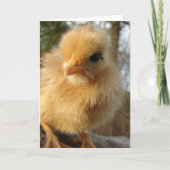 Katzenhai Karte (Vorderseite)