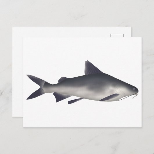 Katzenhai Postkarte (Vorne/Hinten)