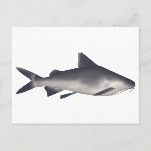 Katzenhai Postkarte (Vorderseite)