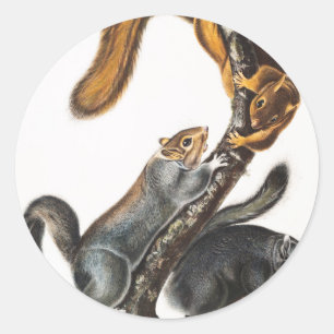 Katzenhörnchen (Sciurus cinereus) Illustration Runder Aufkleber