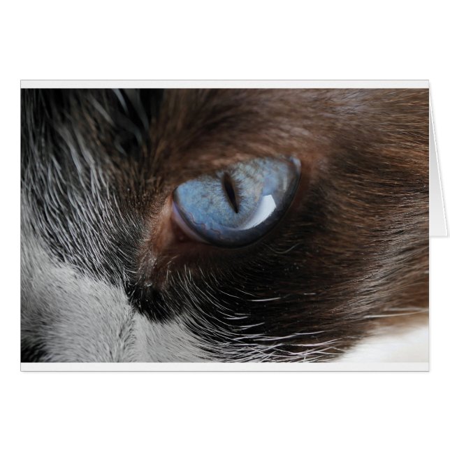 Katzenjammer (Vorderseite (Horizontal))