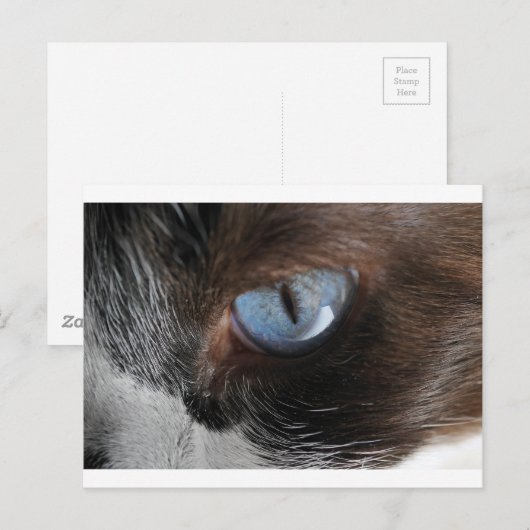 Katzenjammer Postkarte (Vorne/Hinten)