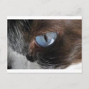 Katzenjammer Postkarte
