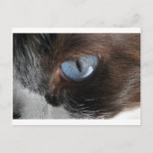 Katzenjammer Postkarte (Vorderseite)