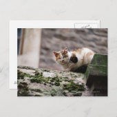 Katzenjammer Postkarte (Vorne/Hinten)