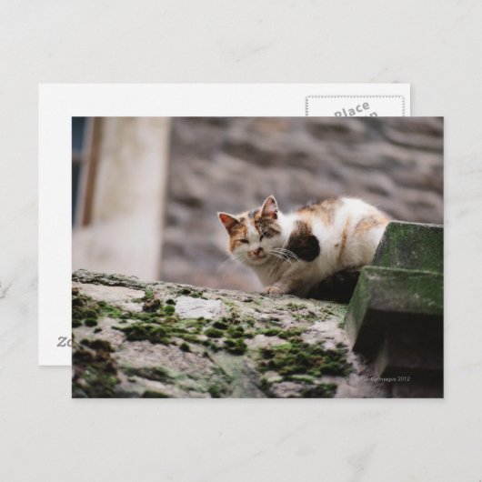 Katzenjammer Postkarte (Vorne/Hinten)