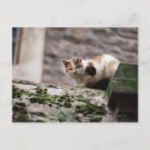 Katzenjammer Postkarte (Vorderseite)