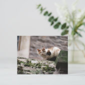 Katzenjammer Postkarte (Stehend Vorderseite)