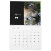 Katzenkalender 2024 - moderner Schnittkalender Kalender (Mär 2027)