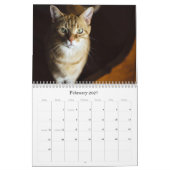 Katzenkalender 2026 kalender (Feb 2027)