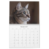 Katzenkalender 2026 kalender (Jan 2027)