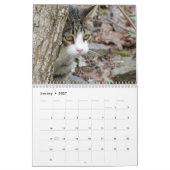 Katzenkalender Kalender (Jan 2027)