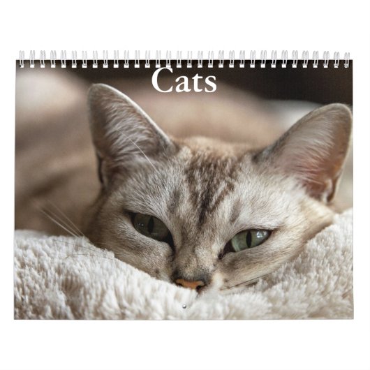 Katzenkalender Kalender (Titelbild)