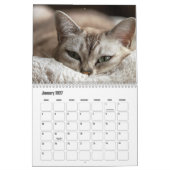 Katzenkalender Kalender (Jan 2027)