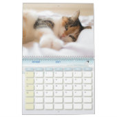 Katzenkalender Kalender (Feb 2027)
