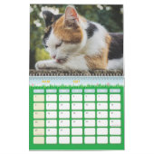 Katzenkalender Kalender (Mär 2027)