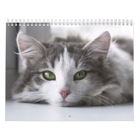 Katzenkalender Kalender (Titelbild)
