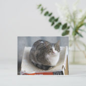 Katzenkasten Postkarte (Stehend Vorderseite)