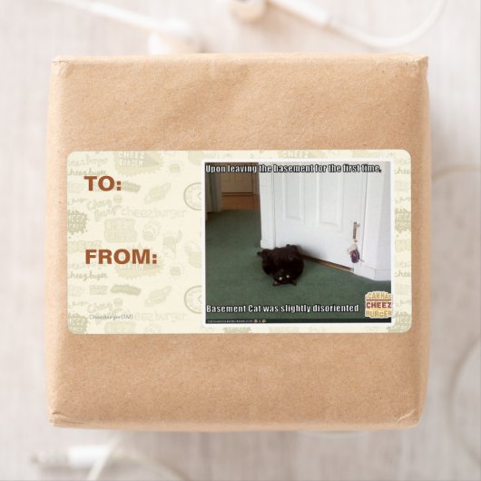 Katzenkatze, leicht desorientiert (Insitu)