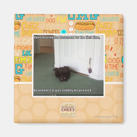 Katzenkatze, leicht desorientiert magnet (Vorne)